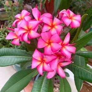 Meet your Posher, Van